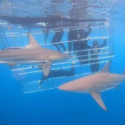 Shark Cage Diving Experiences - Umkomaas