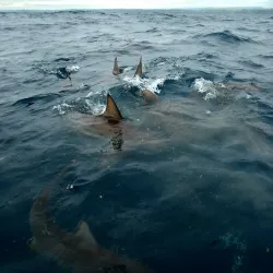 Shark Cage Diving Experiences - Umkomaas