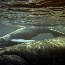 Shark Cage Diving Experiences - Umkomaas