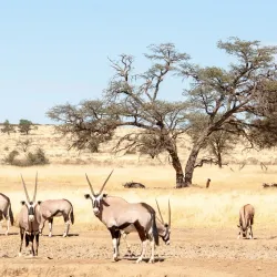 Kgalagadi Transfrontier Park - Upington