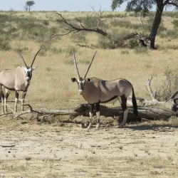 Kgalagadi Transfrontier Park - Upington