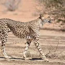 Kgalagadi Transfrontier Park - Upington
