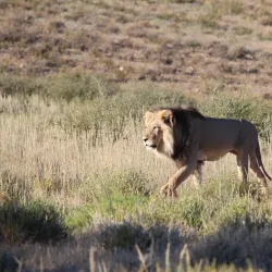 Kgalagadi Transfrontier Park - Upington