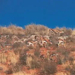 Kgalagadi Transfrontier Park - Upington