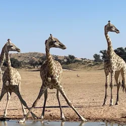 Kgalagadi Transfrontier Park - Upington