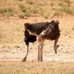 Kgalagadi Transfrontier Park - Upington