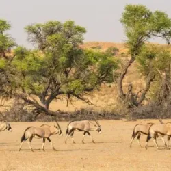 Kgalagadi Transfrontier Park - Upington