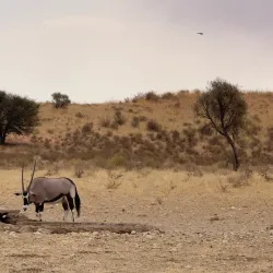 Kgalagadi Transfrontier Park - Upington