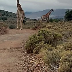 Rooiberg Nature Reserve - Upington