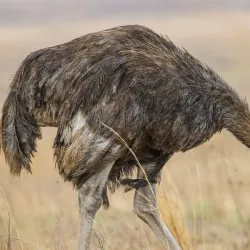 Rietspruit Nature Reserve - Vereeniging