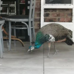 Vereeniging Botanical Gardens - Vereeniging