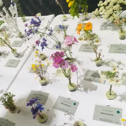 Darling Wildflower Show - Vredenburg