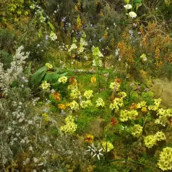 Darling Wildflower Show - Vredenburg