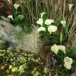 Darling Wildflower Show - Vredenburg