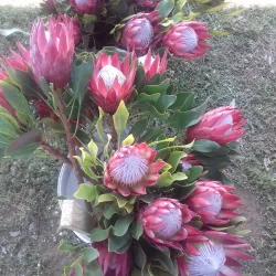 Darling Wildflower Show - Vredenburg