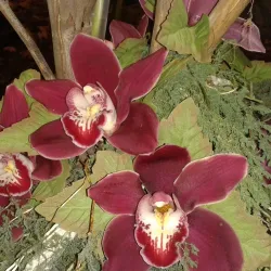 Darling Wildflower Show - Vredenburg