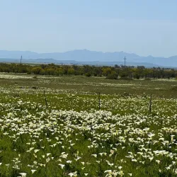 Darling Wildflower Show - Vredenburg