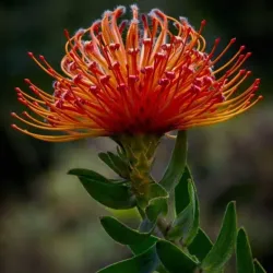 Saldanha Bay - Vredenburg