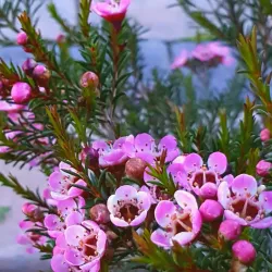 Saldanha Bay - Vredenburg