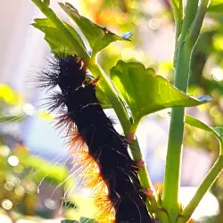 Saldanha Bay - Vredenburg