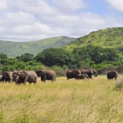 Hluhluwe-Imfolozi Park - Vryheid