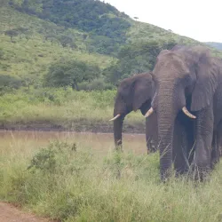 Hluhluwe-Imfolozi Park - Vryheid