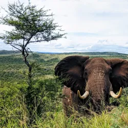 Hluhluwe-Imfolozi Park - Vryheid