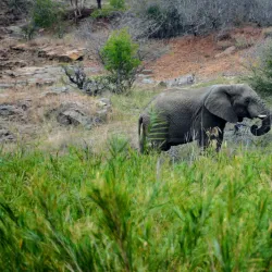 Hluhluwe-Imfolozi Park - Vryheid