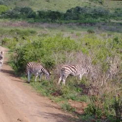 Hluhluwe-Imfolozi Park - Vryheid