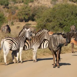 Hluhluwe-Imfolozi Park - Vryheid