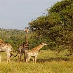 Hluhluwe-Imfolozi Park - Vryheid