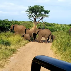 Hluhluwe-Imfolozi Park - Vryheid