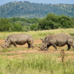 Hluhluwe-Imfolozi Park - Vryheid