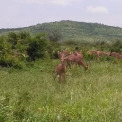Vryheid Nature Reserve - Vryheid