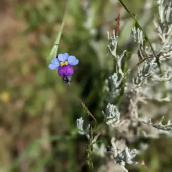 Vryheid Nature Reserve - Vryheid