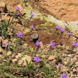 Vryheid Nature Reserve - Vryheid