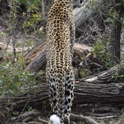 Bela-Bela (Warmbaths) - Waterberg