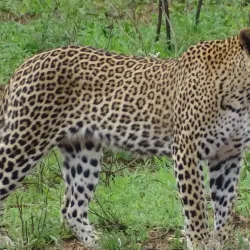 Bela-Bela (Warmbaths) - Waterberg