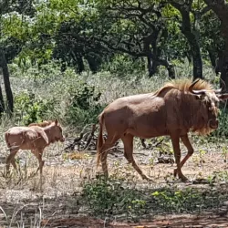 Bela-Bela (Warmbaths) - Waterberg