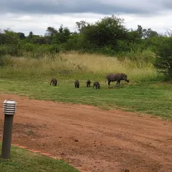 Dinokeng Game Reserve - Waterberg