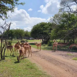 Dinokeng Game Reserve - Waterberg