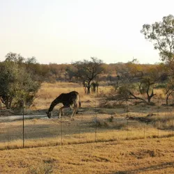 Dinokeng Game Reserve - Waterberg