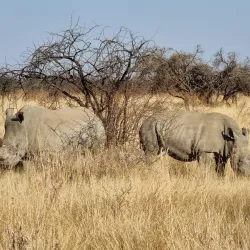 Dinokeng Game Reserve - Waterberg