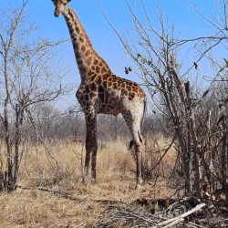 Mokolo Dam Nature Reserve - Waterberg