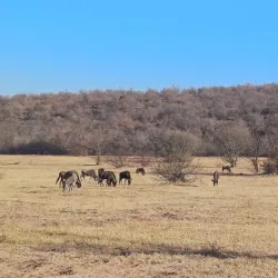 Mokolo Dam Nature Reserve - Waterberg