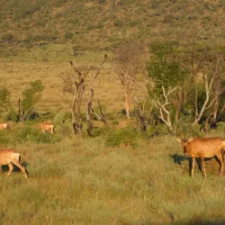 Welgevonden Game Reserve - Waterberg
