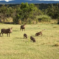 Welgevonden Game Reserve - Waterberg