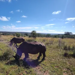 Welgevonden Game Reserve - Waterberg