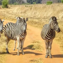 Welgevonden Game Reserve - Waterberg