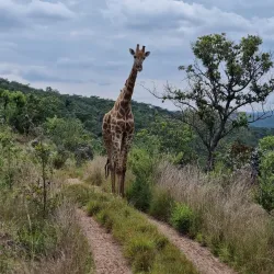 Welgevonden Game Reserve - Waterberg
